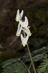 Dutchman's breeches