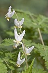 Dutchman's breeches