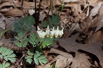 Dutchman's breeches