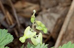 Dutchman's breeches