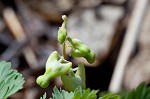 Dutchman's breeches