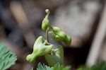 Dutchman's breeches