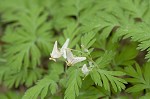 Dutchman's breeches