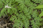 Dutchman's breeches