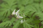 Dutchman's breeches