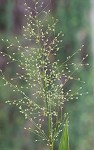 Velvet panicum