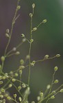 Velvet panicum