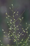 Velvet panicum