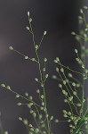 Velvet panicum