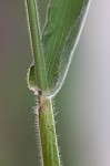 Velvet panicum