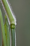 Velvet panicum