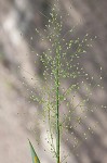 Velvet panicum