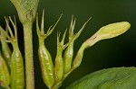 Southern bush honeysuckle