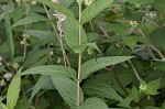 Southern bush honeysuckle