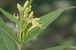 Southern bush honeysuckle