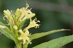 Southern bush honeysuckle