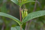 Southern bush honeysuckle