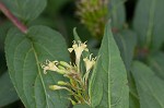 Southern bush honeysuckle