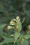 Southern bush honeysuckle