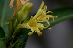 Southern bush honeysuckle