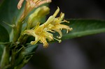 Southern bush honeysuckle