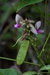 Boykin's clusterpea