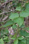 Boykin's clusterpea