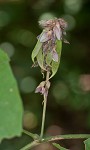 Boykin's clusterpea