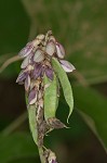 Boykin's clusterpea