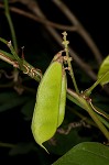 Boykin's clusterpea