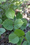 Boykin's clusterpea