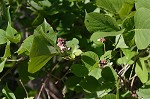 Boykin's clusterpea