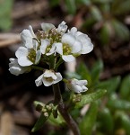 Shortpod draba