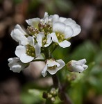 Shortpod draba