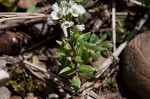 Shortpod draba