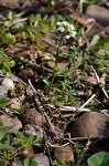 Shortpod draba