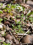 Shortpod draba