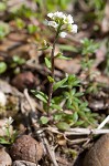 Shortpod draba