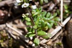 Shortpod draba