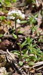 Shortpod draba