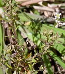 Shortpod draba