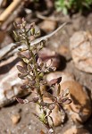 Shortpod draba