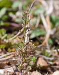 Shortpod draba