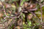 Shortpod draba