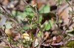 Shortpod draba