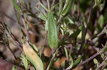 Shortpod draba