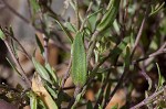 Shortpod draba