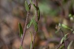 Shortpod draba