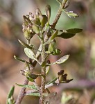 Shortpod draba