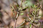 Shortpod draba